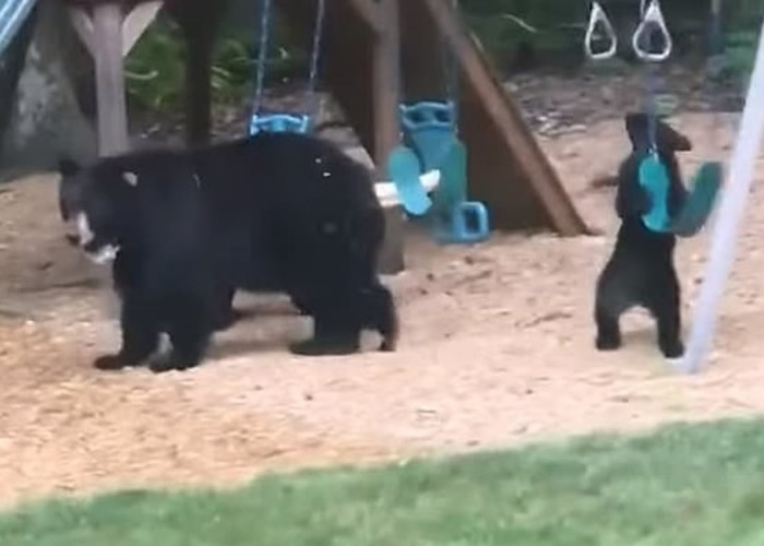 ���������Ҹ������������2ֻ�ܱ�������ͥԺ����ǧ����