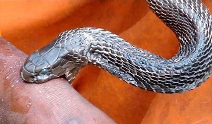 ӡ�����������в��������ⶾ��ҧ��ʢŭ֮�·�ҧ��ȥ ���˫˫����