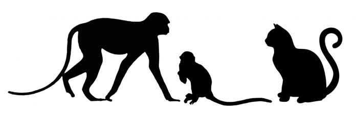 肯尼亚发现420万年前的迷你猴化石Nanopithecus browni 或改变人类对进化认知