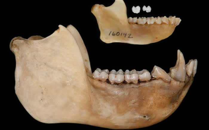 Ƿ420ǰﻯʯNanopithecus browni ıԽ֪