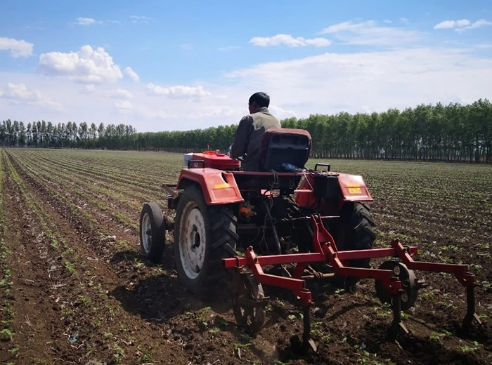 巴西政府杯葛塞拉多森林砍伐地区生产的大豆 防止360万公顷森林原生植被转化为农田