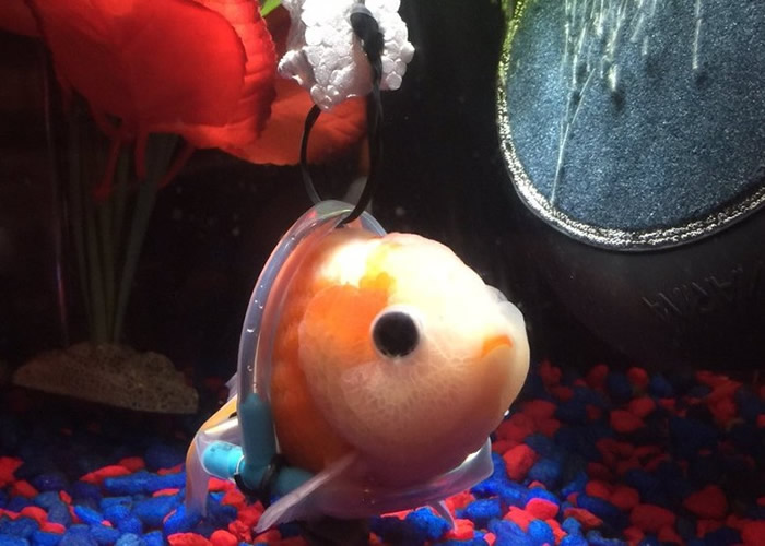 韩国首尔男子为替家中心爱的金鱼延寿 设计轮椅以助患病金鱼重新在缸中浮起