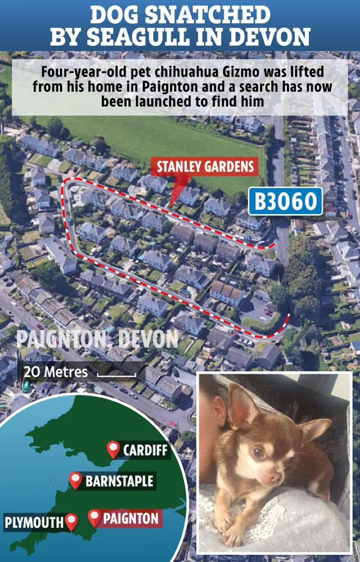 Ӣ�����ϳ��������һֻ�����ޱ���Ÿ����