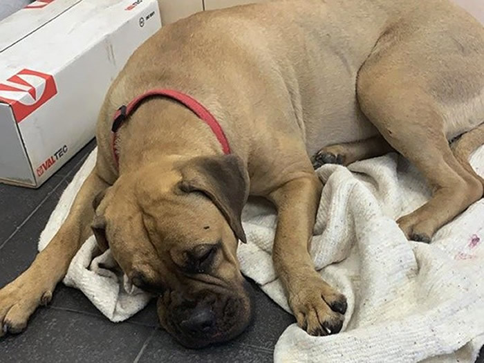 俄罗斯夫妻抛弃斗牛犬送上火车 它途中跳车沿着铁路步行200公里回家