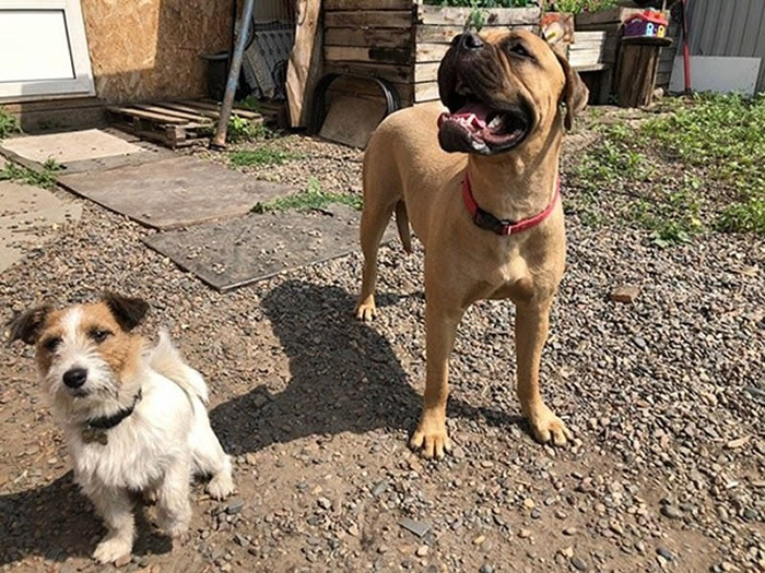 俄罗斯夫妻抛弃斗牛犬送上火车 它途中跳车沿着铁路步行200公里回家