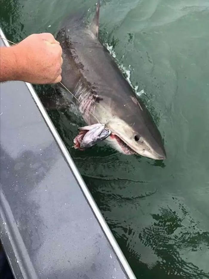 ���������ھɽ�ɽ���Ŵ��ŵ���ʱ�������һ�������