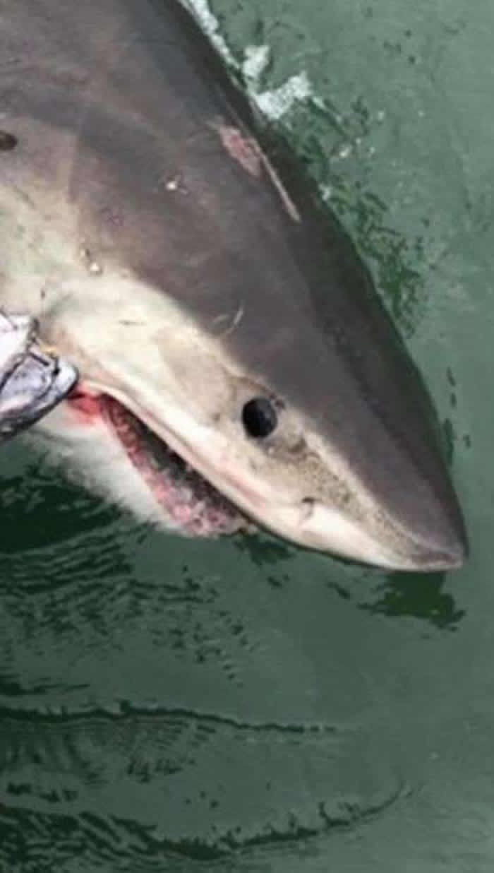 ���������ھɽ�ɽ���Ŵ��ŵ���ʱ�������һ�������