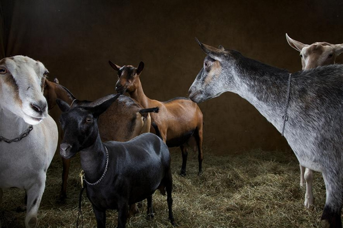 ȷ��ɽ���ܸ�������ɽ��Ŀ��ֻ��ɥ��������Ӱ��������ζԴ�Ȧ��ɽ�� PHOTOGRAPH BY VINCENT J. MUSI, NAT GEO IMAGE