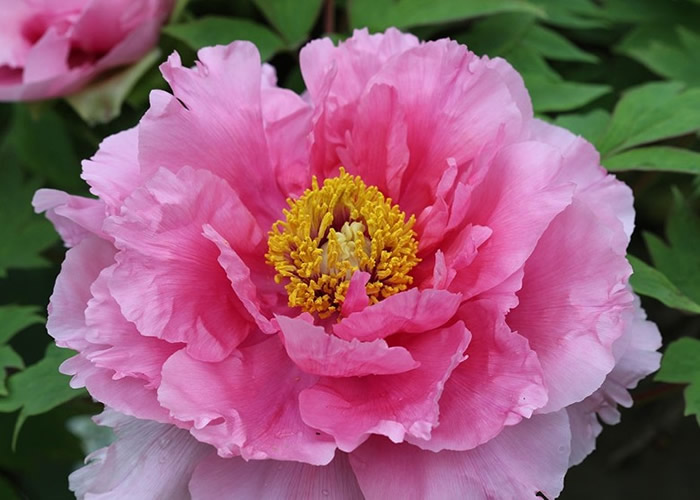 中国花卉协会公布国花投票结果:牡丹居首位