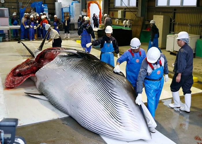 �ձ�������ҵ���� 45��Сѧ����С�뾨���׹���д�ĵ�