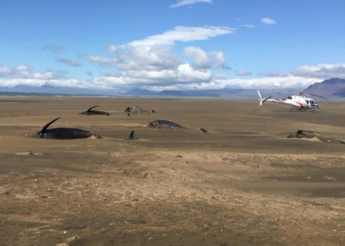 直升机飞经冰岛西部斯奈山半岛海岸 赫然发现逾50条领航鲸陈尸沙滩