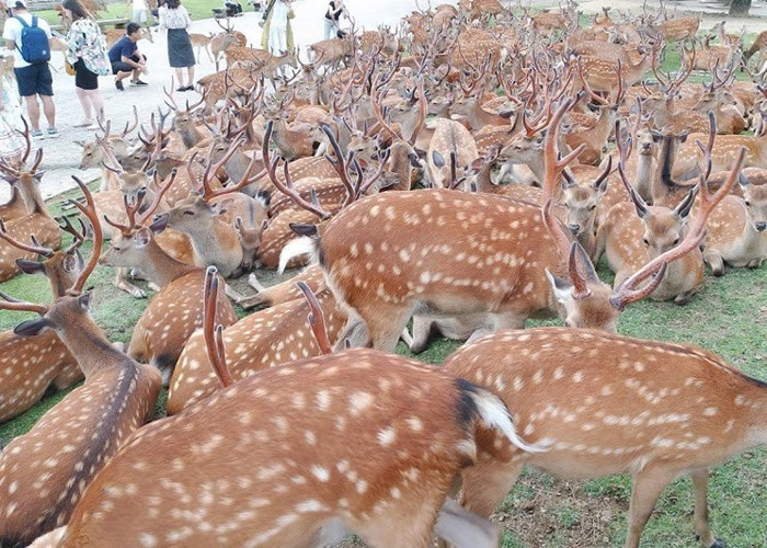 日本奈良大批鹿群草坪聚集 网民:等待传说中的山兽神