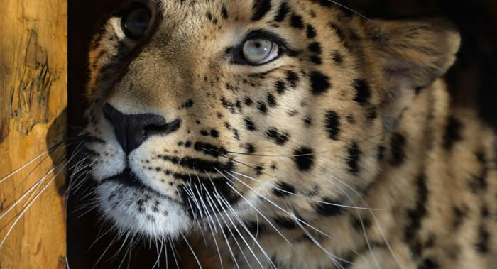 ӡ������˹̹��Ӵ�����ӳԵ�˯���е�����