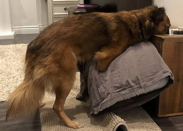 乌克兰小狗因在花园挖洞激怒主人被狠斩前脚 挣扎爬至邻居家前获救