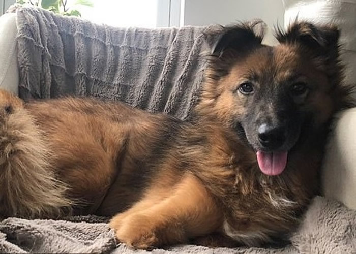 乌克兰小狗因在花园挖洞激怒主人被狠斩前脚 挣扎爬至邻居家前获救