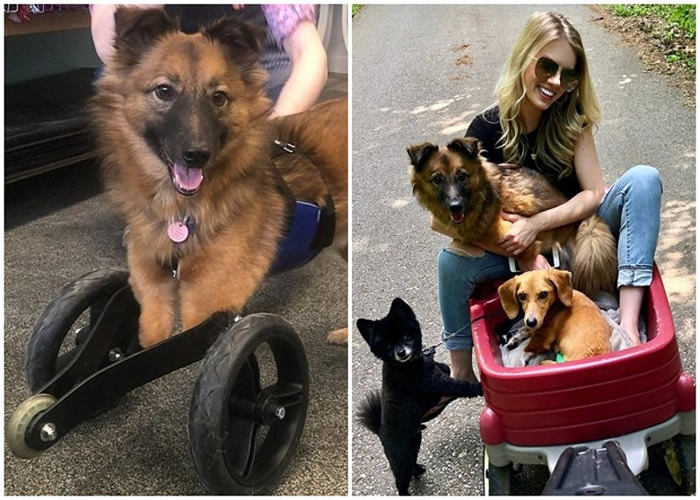 乌克兰小狗因在花园挖洞激怒主人被狠斩前脚 挣扎爬至邻居家前获救