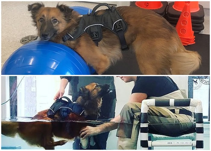 乌克兰小狗因在花园挖洞激怒主人被狠斩前脚 挣扎爬至邻居家前获救