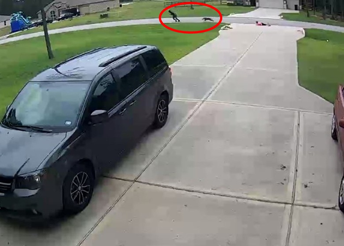 美国德州斗牛犬扑向6岁男童 19岁少年英勇营救