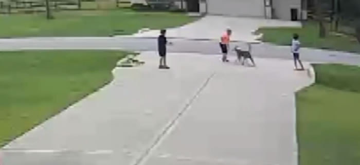 美国德州斗牛犬扑向6岁男童 19岁少年英勇营救