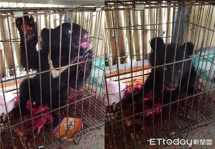 台湾小黑熊误入广原部落遭两只狗追逐 被村民救起