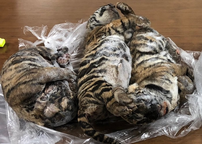 Խ�Ϻ��������ڷ���7ֻ��ص��ϻ�����ʬ��