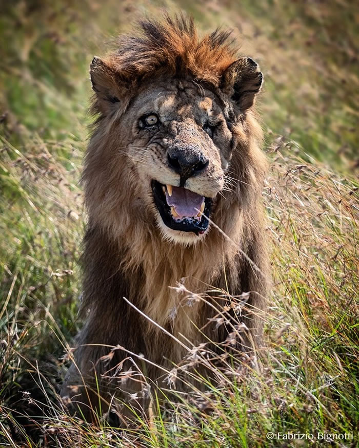 非洲肯尼亚马赛马拉国家公园独眼狮子Benna与《狮子王》刀疤神似