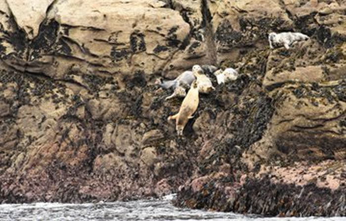 游客闪光灯狂闪 逼得海豹跳崖自杀