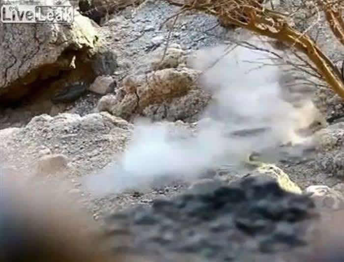 正在爬行的眼镜蛇被人开枪射断 上半身竟能“弃尾求生”逃跑