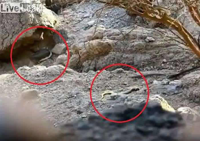 正在爬行的眼镜蛇被人开枪射断 上半身竟能“弃尾求生”逃跑