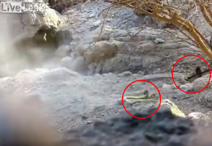 正在爬行的眼镜蛇被人开枪射断 上半身竟能“弃尾求生”逃跑