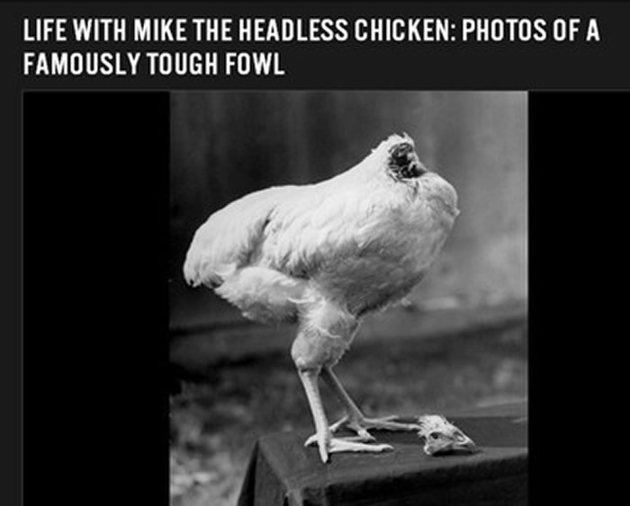美国也有一只名为「麦克」(Mike)的无头鸡,在主人的细心照料下,麦克的体重不但没有减轻反而增加,从1.1公斤增胖到了3.6公斤。