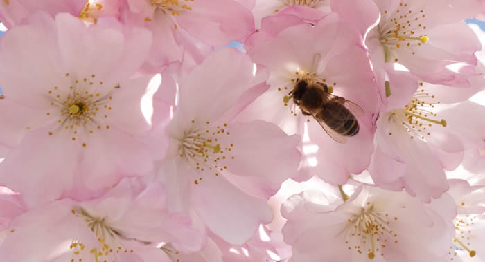 Ӣ���ο����⽫Σ������Ʒ�ֵ��������۷䡰���ڷ䡱���ع�