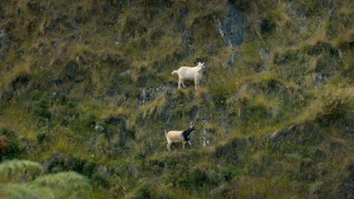 英国知名电视节目主持人戈登·拉姆齐因在纪录片《神秘领域》中射杀并烹饪野山羊遭网友批评