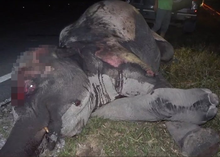 �������Ƕ���ū�ݹ��ҹ�԰��ΣҰ�����������Ϻ�����ٹ�·ʱ������ײ��