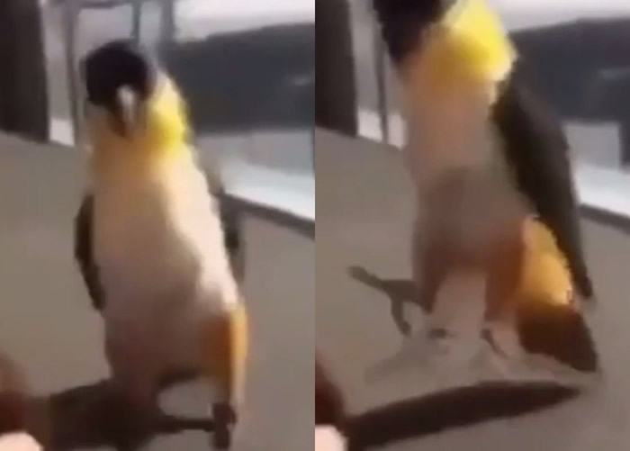 俄罗斯鹦鹉闻歌摇头晃脑起舞 网民热议