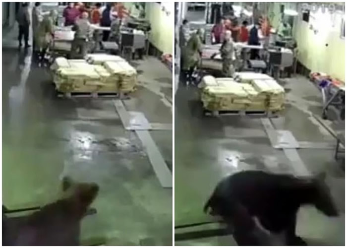 һֻ�ܴ�����˹Զ����ҳ������ӹ�����ʳ �����˼�����