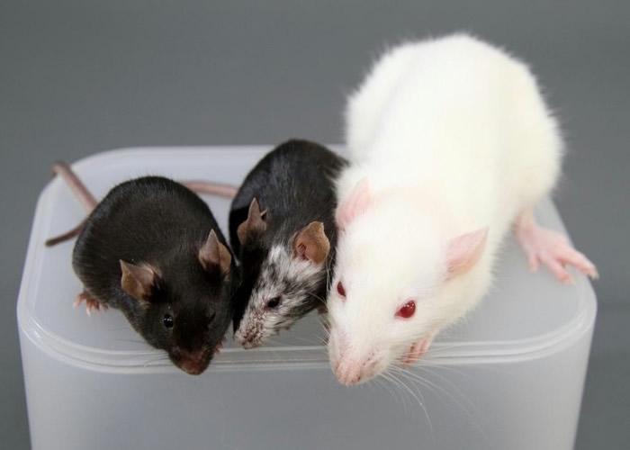 实验将会首先以老鼠试行。