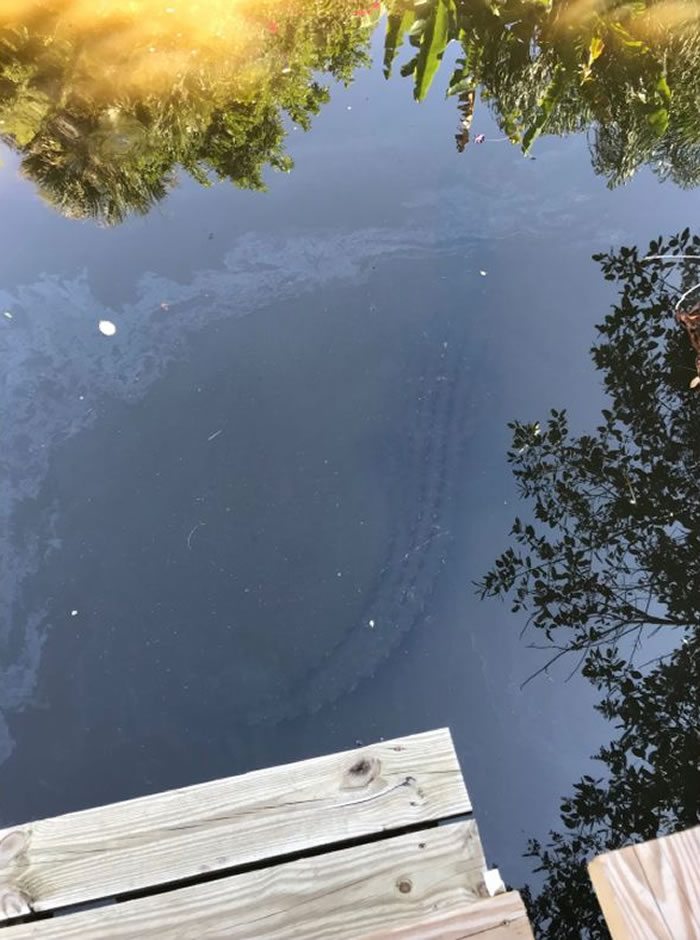 美国佛罗里达州一只拉布拉多差点成巨鳄午餐 主人跳河徒手掰开鳄鱼大嘴抢回爱犬