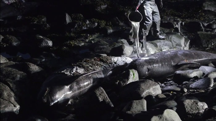 50���캽�������ǳ������̲ �幤��ҹ���Ԯ��