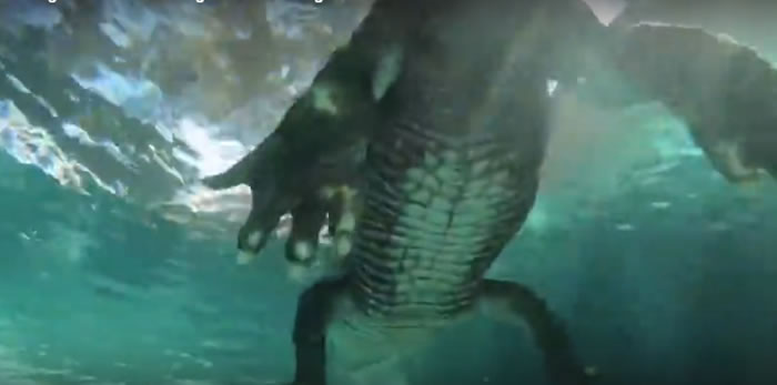 美国佛罗里达州拍摄的惊悚视频：在鳄鱼身下潜水