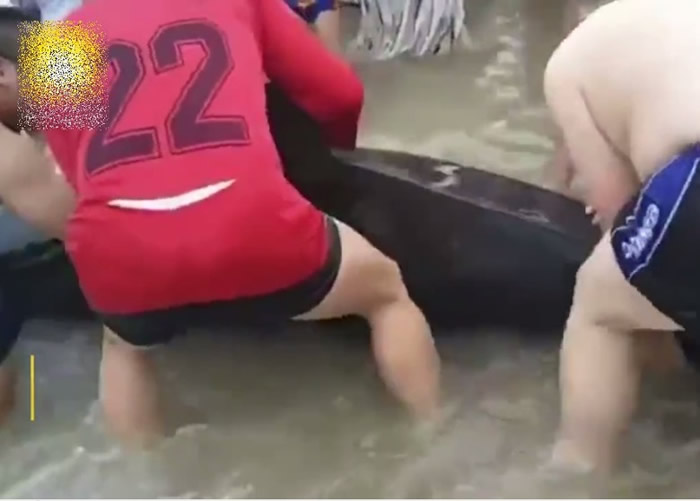 广东阳江海滩3米长海豚搁浅 游客救生员合力“抱回”大海