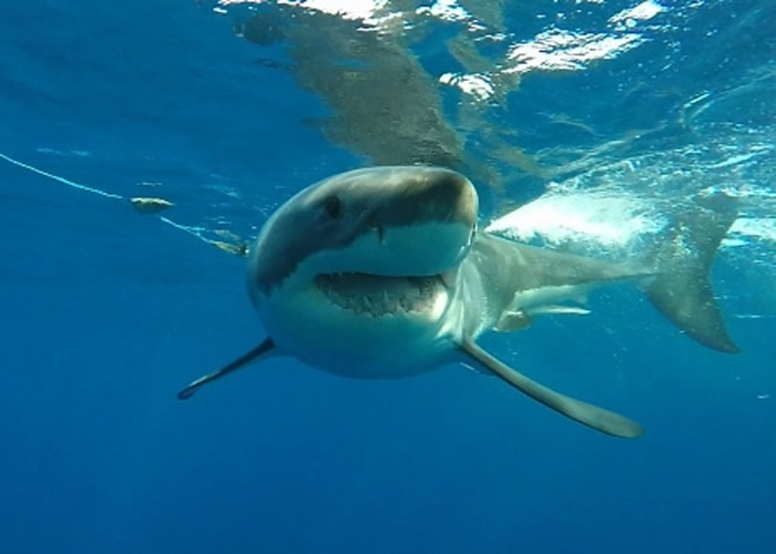 “鲨鱼袭击人类之都”:美国佛罗里达州新士麦拿比奇市2日3宗鲨鱼袭人事件