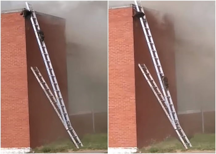 “生命安全是首要任务” 美国印第安纳州消防搭云梯救浣熊获赞