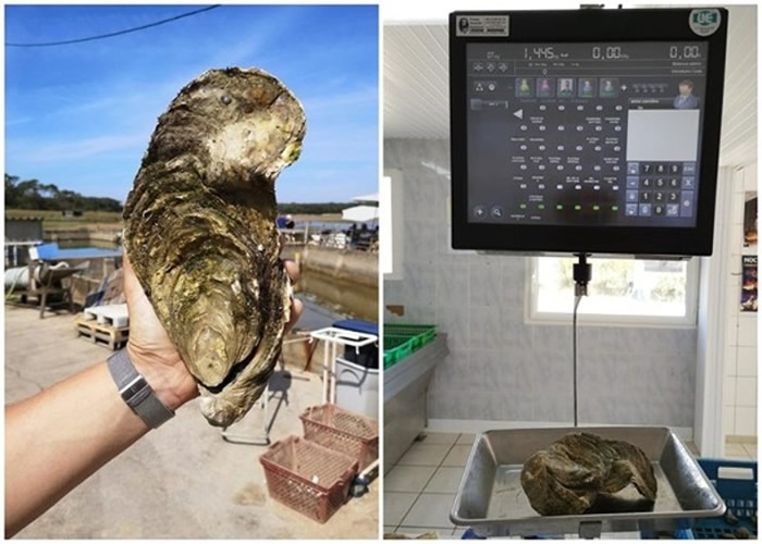 法国旺代省巨型生蚝逃过餐桌命运 被命名“Georgette”后放回海中