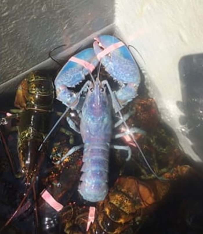 ���������������ٴβ���ӵһֻ���λ�ɫ�ʵĺ�����Ϻ