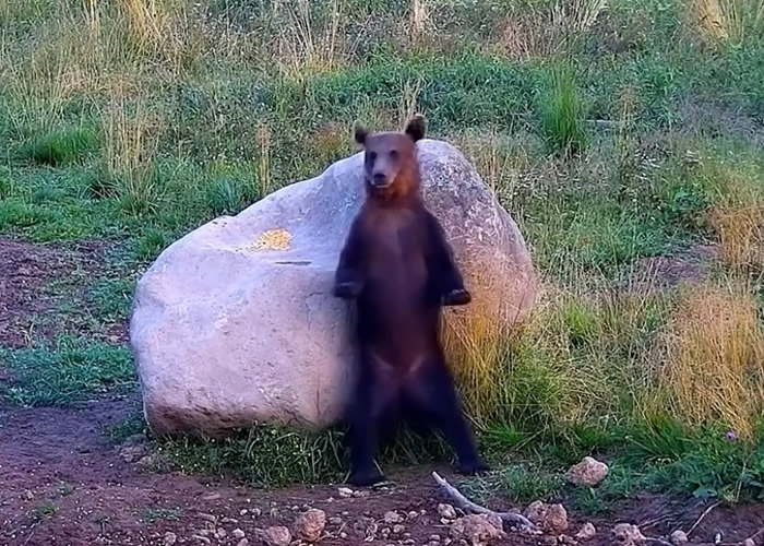 罗马尼亚一只欧洲棕熊背部痕痒靠到大石头上摩擦 舞王风范十足