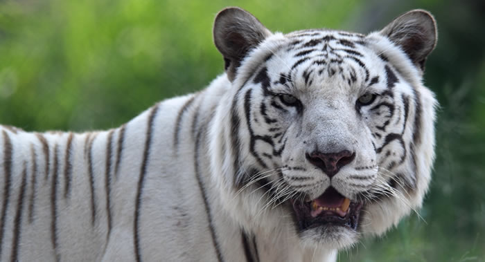 ����������̨�¹�ſ��йر�����Σ��ֲ�﷨�ɵ�ʵʩҪ��