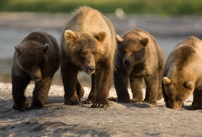 ����˹����ӱ߽��������ȹ���60��ֻ���˹�����в���ܱ���ɱ