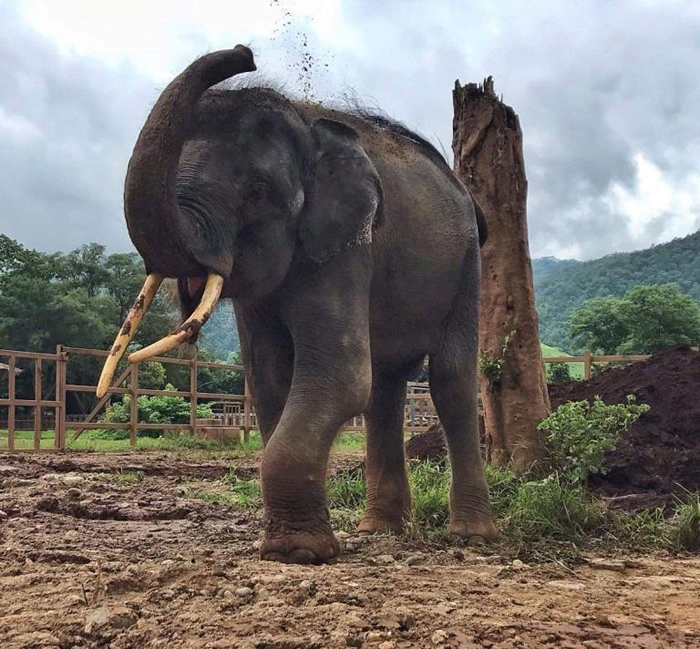 ûĹ꣬88ڴȻ԰԰Լ PHOTOGRAPH BY SAVE ELEPHANT FOUNDATION