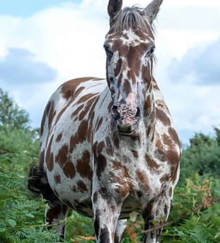 Ӣ���ϲ���ɭ�ֹ��ҹ�԰����һƥ������ɫ�ߵ����ǳ���¹����